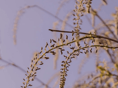 등나무 시리즈_2