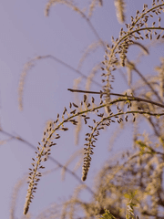 옛 글_등나무 시리즈