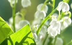 優雅한 昕, 慈善한 草玉蘭.