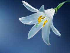 트이하델아 벨 린웰르