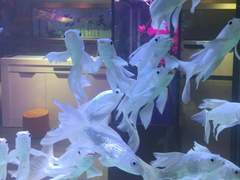 04. 나의 수족관은