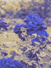 운명을 거슬러, 끝을 향한 진혼곡