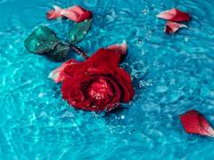 하나의 인연이 잘려나가는것은, 결코 슬픈일이 아니다.