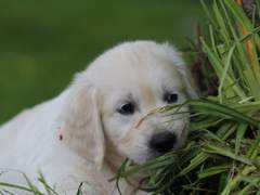 버드나무에 부는 바람