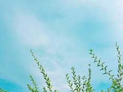 夏の日の片思い