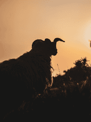 검은 양은 여동생의 꿈을 꾸는가