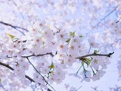 채션 / 멈추어진 봄밤