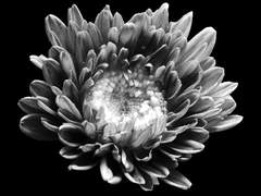 죽기 직전에 든 생각은