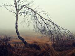 [ 오쿨루스 / 자작나무 / 중학생 ]