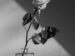 제가 교수님을 좀 좋아해요(6)