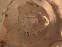 오랫동안 다시 태어나는 꿈을 배웠어요