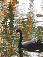 리오네스 아카데미
