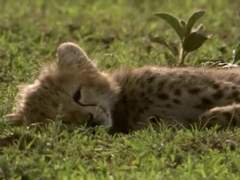 애옹신이 떴다. 08