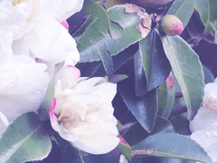 시로츠바키 하루히 12 xx 현월초