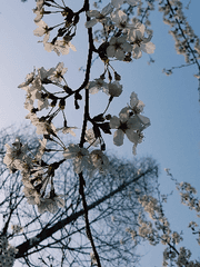 [식훈] 꽃이 피는 자리