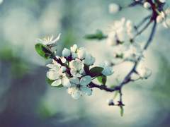 [메셀유다] 솔직하지 못하여