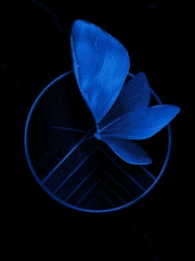 나비가 새로이 태어나.