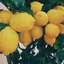 LEMON TREE