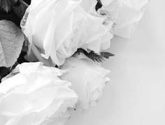 𝑳𝒂𝒖𝒓𝒆𝒏𝒄𝒆 𝑶𝒅é𝒍𝒊𝒆 𝑨𝒃𝒃𝒐𝒕