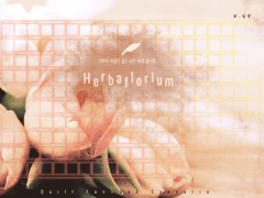 Quill | Herbaflorium