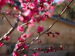 [화산귀환] 장문사형, 보고 싶었어요.