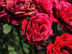 01. 루시안 데릭 아르빈체