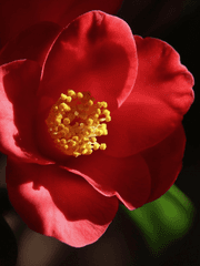 문호스트레이독스