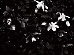 짓밟히는 보라색 매발톱꽃