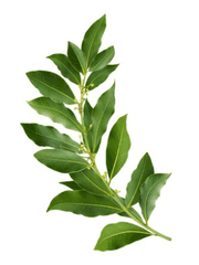 어떤 [       ]의 기원