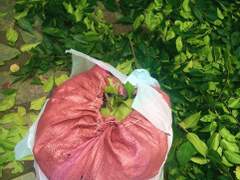 길가다 느티나무 가지치기에 참여한 만와