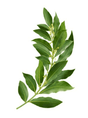 어떤 서재의 기원