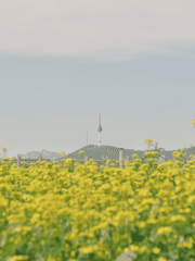 유채화(油菜畵)