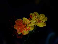 [수현다온] 달맞이꽃 (외전)