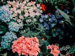 신이화(辛夷花)