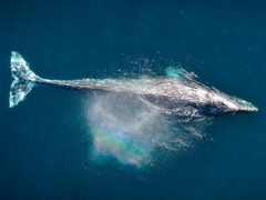 배를 삼키는 물고기