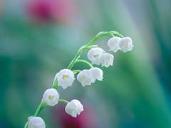 Until the day withers comes.