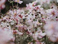 ROLL20 명령어/꾸미기 자료 정리