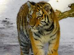 버드나무에 부는 바람