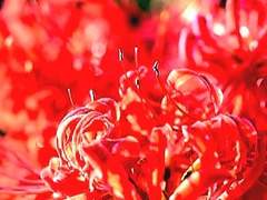 結實맺지 않는 石蒜.