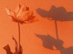 [황필셉] blood sun imagine. A