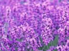 [NCT] 라벤더 향기를 담아, 당신에게 06