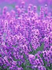 라벤더 향기를 담아, 당신에게