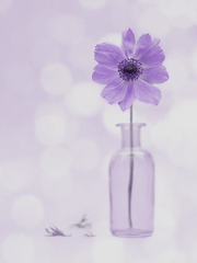 아네모네가 피면 개학을 합니다