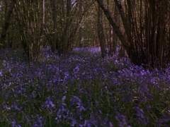 푸른 숲에는 괴물이 산다 04