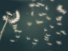 그녀는 어디로 갔을까.