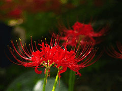 이 밤이 지나도 나를 잊지 마세요