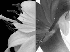 [백합/GL] 겉은 검지만 속은 하얀 꽃 - 1