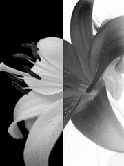 [백합/GL] 겉은 검지만 속은 하얀 꽃.