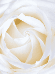 When the Camellia bloom.