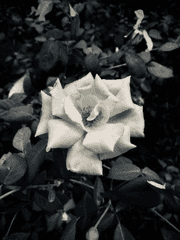 옹심이의 추천 목록